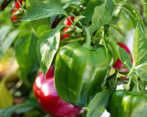 Peperoni verdi e rossi maturi pronti per essere raccolti, un ottimo risultato del coltivare peperoni.