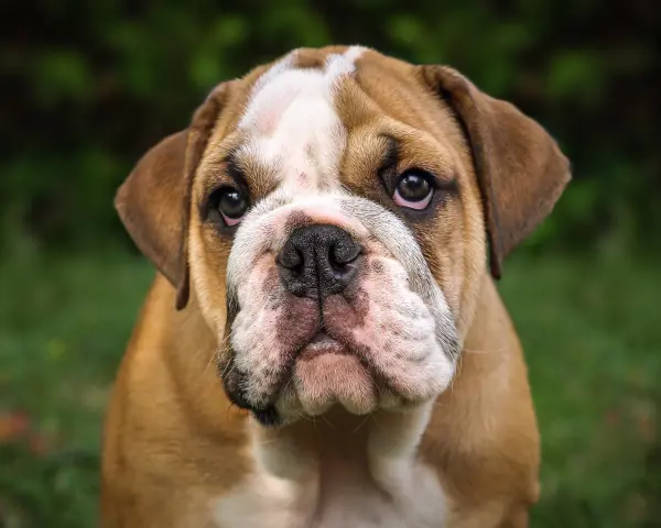 Uroczy buldog angielski szczeniak, którego cena może Cię zaskoczyć.