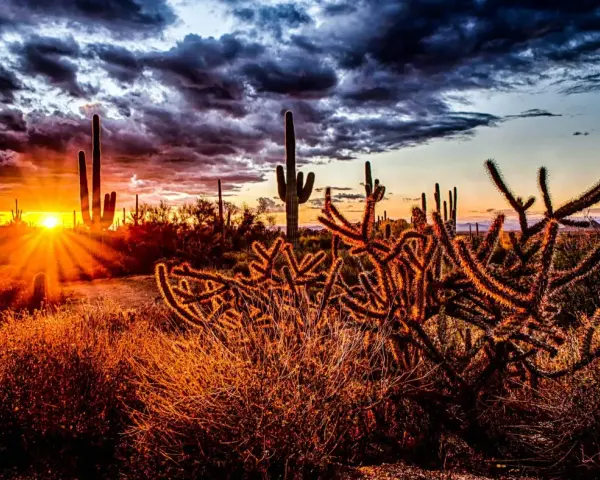 Cactus silhouette se découpant sur un ciel dramatique lors d'un magnifique couché de soleil. Les rayons du soleil percent les nuages sombres, illuminant le paysage désertique d'une lueur dorée.