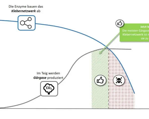 Diagramm zeigt, warum Brot im Ofen nicht aufgeht: Gärgase werden produziert, aber das Klebernetzwerk bricht zusammen.