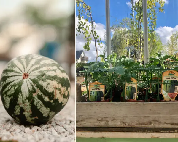 En randig vattenmelon ligger på grus. Bredvid, plantor av "Pony Red F1" melon, redo att odla i kruka.