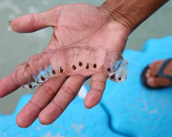 Una mano sostiene una cadena de salpas que son transparentes y gelatinosas, con pequeños puntos oscuros en su interior.