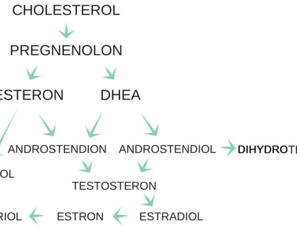 Schemat przedstawia szlaki metaboliczne hormonów steroidowych, od cholesterolu do estrogenów, w tym progesteronu, kluczowego dla cyklu miesiaczkowego.