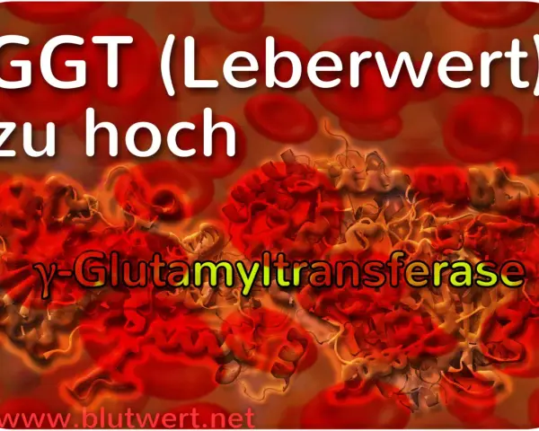 GGT (Leberwert) zu hoch: γ-Glutamyltransferase, ein Enzym, dessen erhöhter Blutwert auf Leberprobleme hinweisen kann.