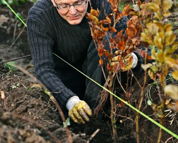 Man planterar en ny lindhäck. Han har handskar och böjer sig ner för att placera en planta i jorden.
