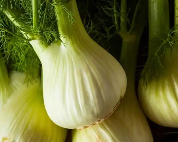 Kilka świeżych, zielonych fenkułów, warzyw o charakterystycznym kształcie i aromacie.
