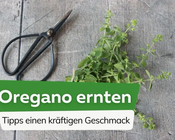 Frische Kräuter für den perfekten Geschmack: Mit einer kleinen Schere wird jetzt oregano ernten zum Kinderspiel.