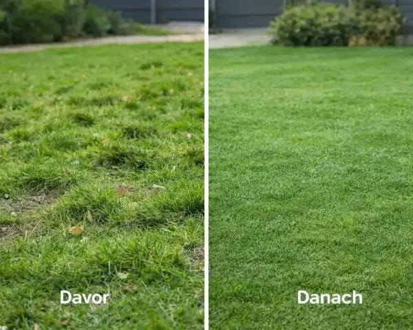 Vorher-Nachher-Vergleich eines Rasens, der mit Blaukorn behandelt wurde. Links der ungepflegte Rasen, rechts der dicht grüne, gesunde Rasen.