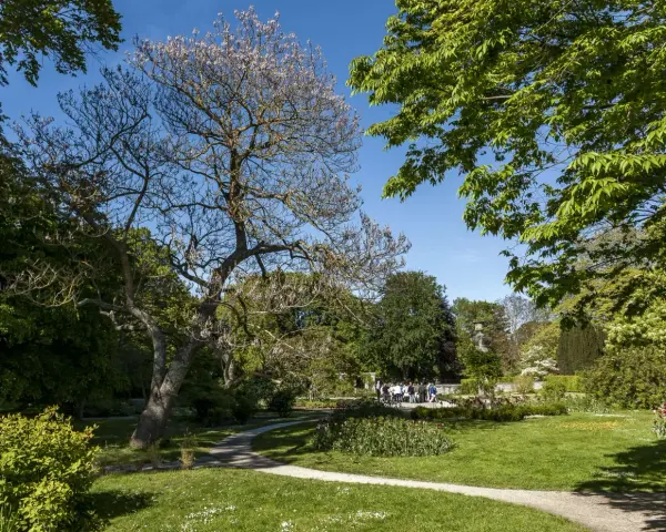 En park med en blommande paulownia tomentosa i förgrunden. En grönskande trädgård med en gångstig och en grupp besökare i bakgrunden.