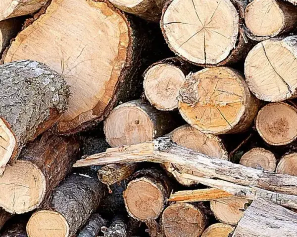 Jakie są limity średnicy drzewa do wycięcia bez zezwolenia?