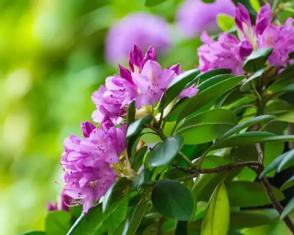 Fioletowe kwiaty rododendronu, gotowe do przycinania po kwitnieniu, otoczone zielonymi liśćmi.