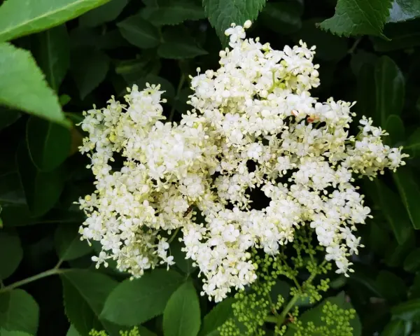 Gros plan sur un bouquet de fleurs de sureau blanches et crémeuses, entourées de feuilles vertes luxuriantes.
