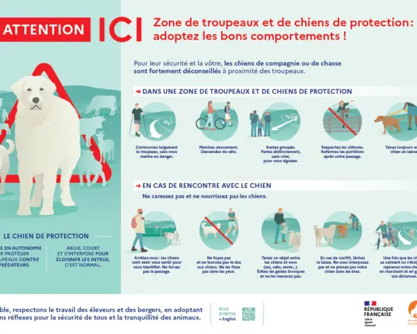 Un chien de protection veille sur son troupeau. Respectez sa zone et ses règles pour votre sécurité.