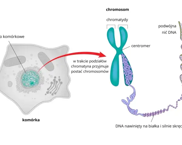Komórka z jądrem, gdzie chromatyna tworzy chromosomy. Pokazano budowę chromosomu i podwójną nić DNA, kluczowy element każdego genu.