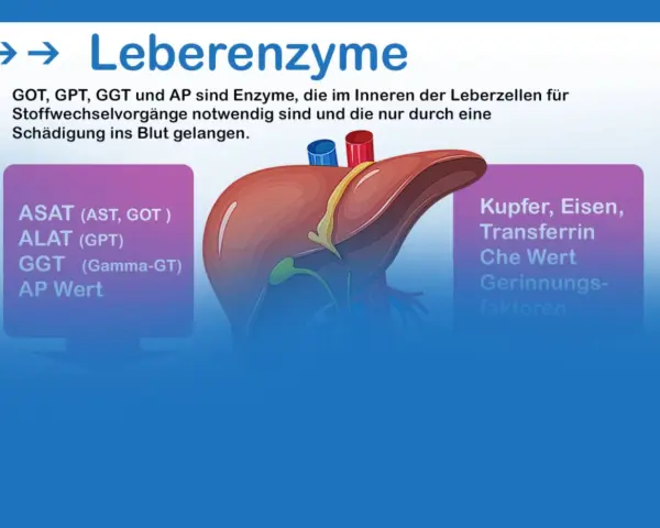 Leberenzyme wie GOT, GPT, GGT und AP sind wichtig. Ihre Blutwerte können auf eine Fettleber hinweisen.