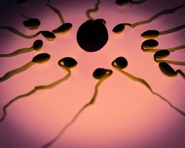 Spermatozoidy zbliżają się do komórki jajowej. Jak smakuje sperma? To pytanie, na które nie ma jednej odpowiedzi, smak jest indywidualny.