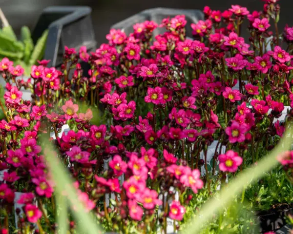 Bienenfreundliche polsterstauden als beeteinfassung, leuchtend pinke Blüten mit gelben Zentren, ideal für Steingärten und Trockenmauern.