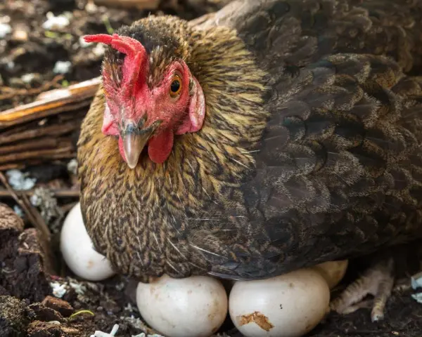 Gallina che cova le uova. Quante uova fa una gallina al giorno? Dipende dalla razza e dalla stagione, ma questa ne ha già deposte diverse!