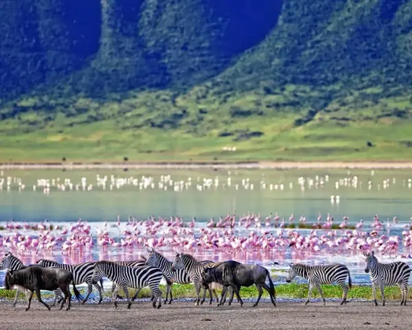 Stado zebr i gnu przemierza brzeg jeziora w Ngorongoro, gdzie tysiące flamingów tworzy różowy dywan.