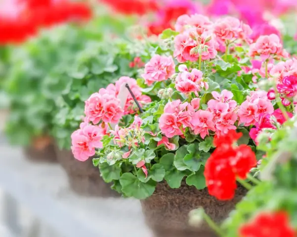 Reich blühende Geranien in Rosa und Rot, ein Zeichen für gute Geranien Pflege.