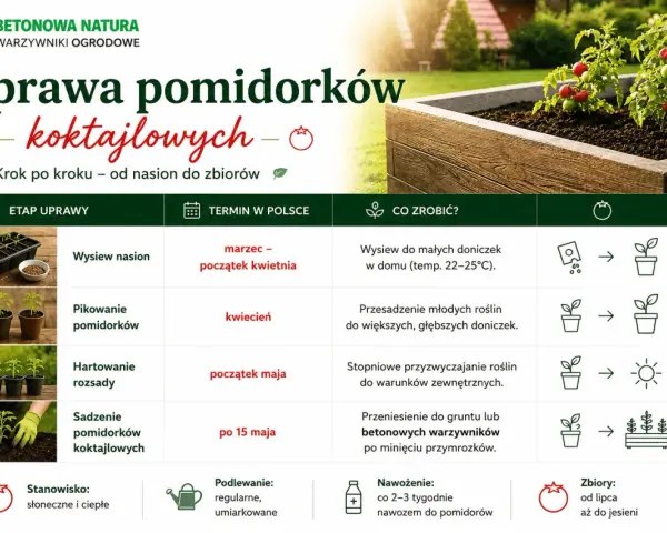 Uprawa pomidorków koktajlowych krok po kroku: od wysiewu nasion po zbiory. Poradnik zawiera terminy i wskazówki.