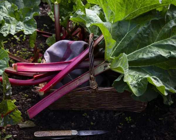 Frisch geernteter Rhabarber liegt in einem Korb im Garten. Die Erntezeit ist lang, bis in den Frühsommer hinein.