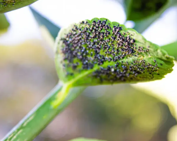 Un pulgón limonero se reproduce en una hoja verde, cubriéndola por completo.