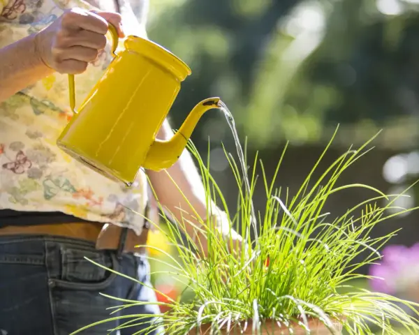 Donna innaffia le piante con un'annaffiatoio giallo. Scopri come togliere il calcare dall'acqua per innaffiare le piante e mantenerle sane.