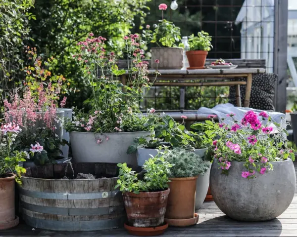 En härlig samling sommarblommor i kruka, med rosa och lila blommor som lyser upp uteplatsen.