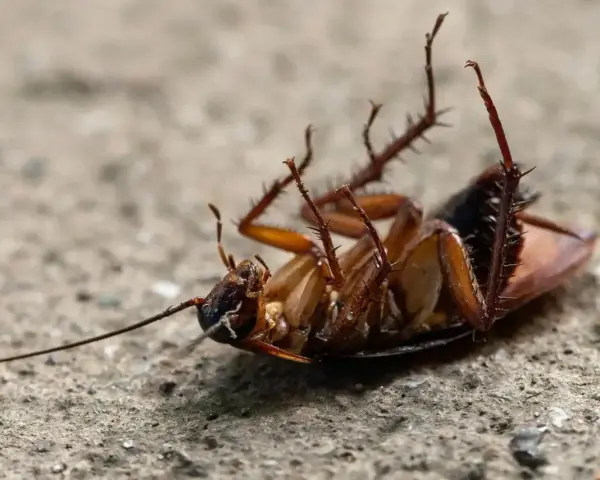 Cucaracha boca arriba, un ejemplo de cómo ahuyentar las cucarachas.