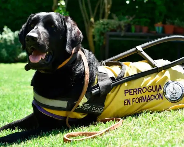 Perro guía negro con chaleco amarillo "Perroguía en Formación". Aprender su nombre es el primer paso, y cuanto tarda un perro en aprender su nombre varía.