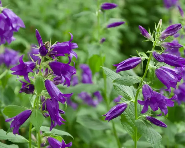 Lila Glockenblumen blühen üppig an ihrem natürlichen Standort im Grünen. Eine Biene besucht eine Blüte.