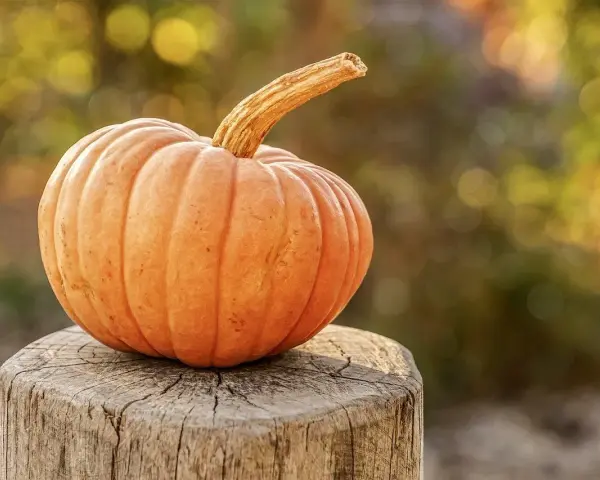 Zucca arancione su un ceppo di legno, perfetta per quando si raccolgono le zucche.