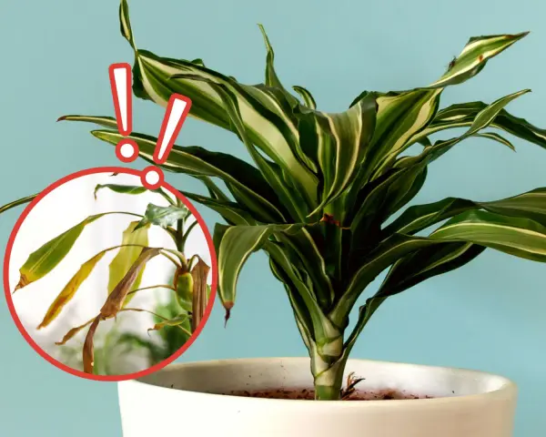 Dracena na balkonie z żółknącymi liśćmi w okręgu. Dwa czerwone wykrzykniki ostrzegają przed problemem.