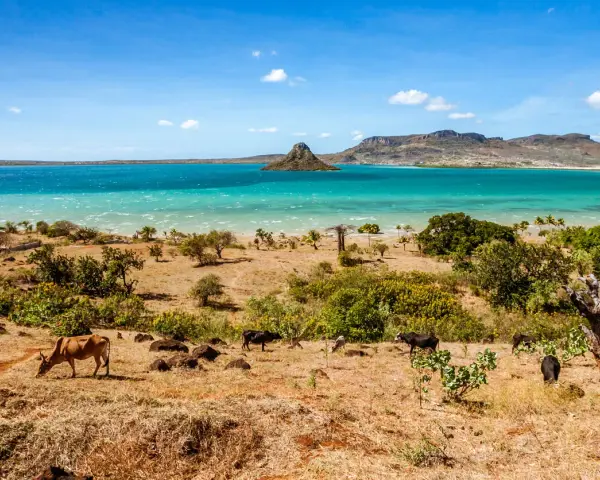 Madagaskar kiedy jechać? Suchy krajobraz z krowami i turkusowym morzem. Idealny czas na podróż to pora sucha, od kwietnia do października.