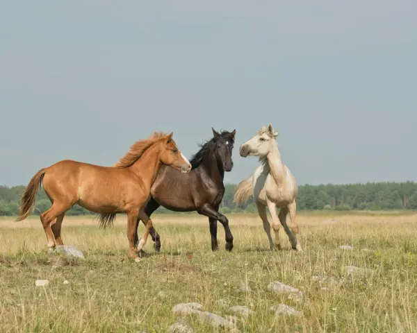 Trois chevaux, un bai, un noir et un alezan, galopent dans un pré. Le bai, comme il faut étalon, semble mener la course.