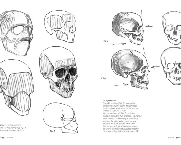 Szkice czaszek do nauki anatomii online. Rysunki przedstawiają czaszkę z różnych perspektyw, ukazując jej budowę.