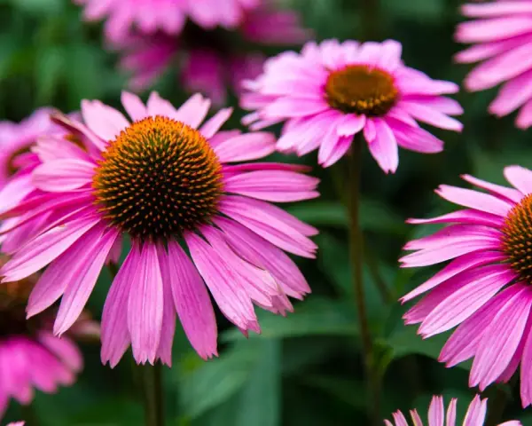 Nahaufnahme von pinken Echinacea-Blüten. Die Echinacea-Wirkung ist bekannt für ihre immunstärkenden Eigenschaften.