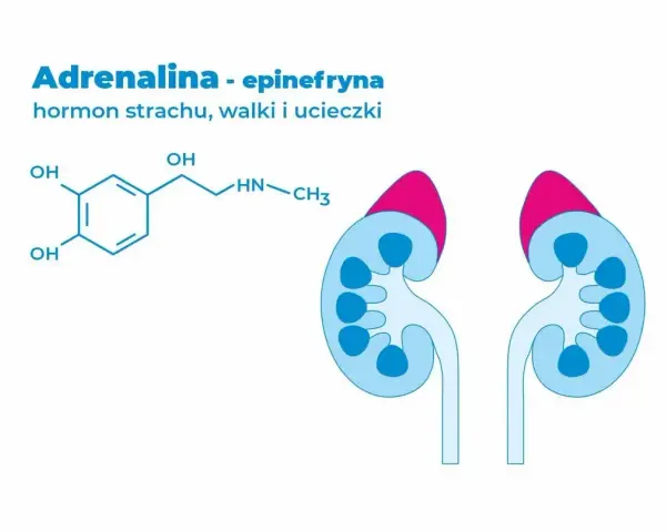 Schemat chemiczny adrenaliny, hormonu wywołującego **adrenalina**, i zarys nerek.
