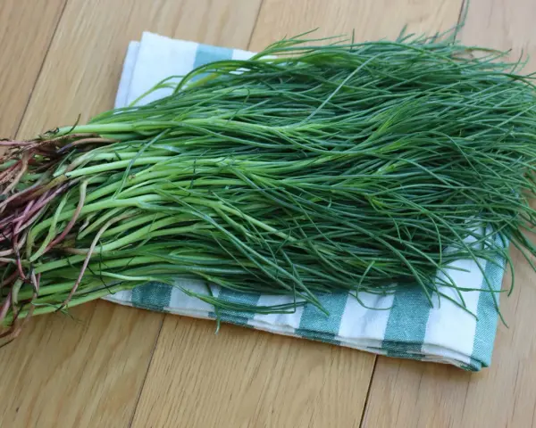 Un fascio di agretti selvatici, con le loro radici rossastre, pronti per essere cucinati. Crescono in terreni salmastri.