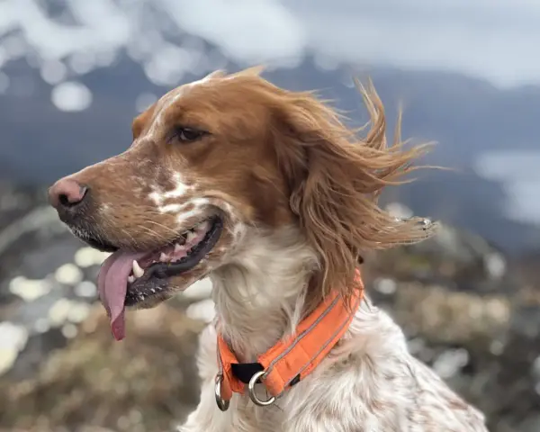 En brunvit hund med orange halsband, med tungan ute, njuter av vinden i fjällen. En riktig kissande hunden!