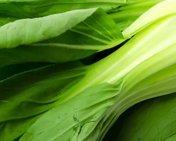 Świeży, zielony pak choi z błyszczącymi, soczystymi łodygami i liśćmi. Idealny do zdrowych dań.