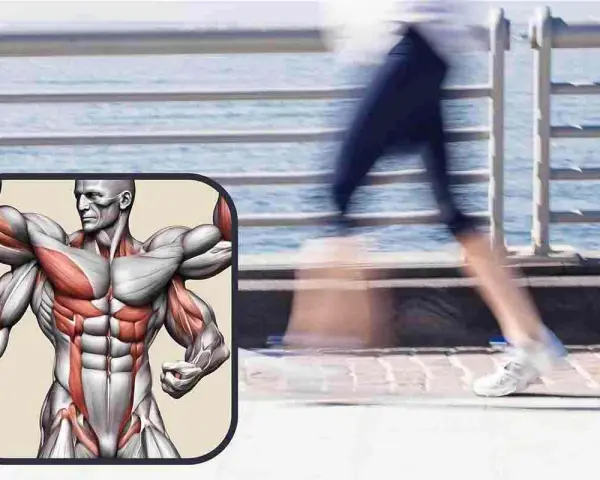 Muscolatura in evidenza, per capire quali muscoli si allenano con la camminata veloce: gambe, glutei, addominali e braccia.
