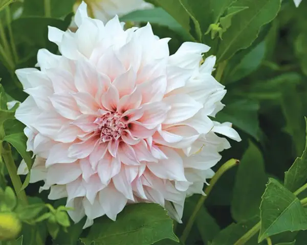 En vacker dahlia i kruka utomhus, med mjuka, ljusrosa och vita kronblad som sträcker sig utåt.