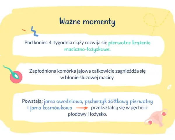 Ważne momenty ciąży: rozwój krążenia maciczno-łożyskowego, implantacja zarodka w macicy i tworzenie pęcherza płodowego.