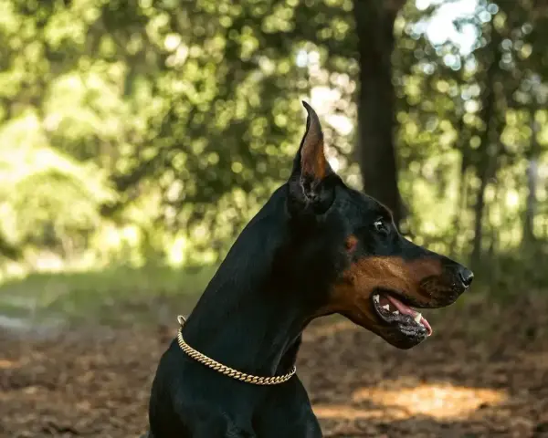 Elegancki doberman w złotej obroży, gotowy do obrony. Sprawdź doberman cena i znajdź swojego idealnego towarzysza.