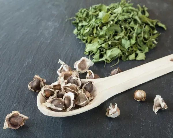 Semillas de moringa en una cuchara de madera junto a una pila de hoja de moringa seca.