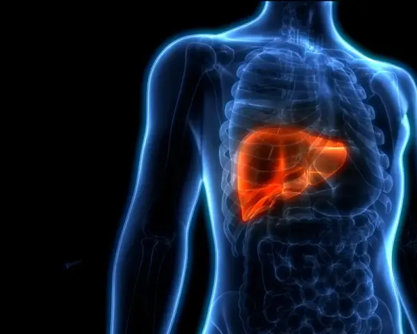 Anatomia wątroby w kolorze pomarańczowym, podkreślająca jej kluczową rolę w organizmie. Dowiedz się, czego nie lubi wątroba, by zachować jej zdrowie.