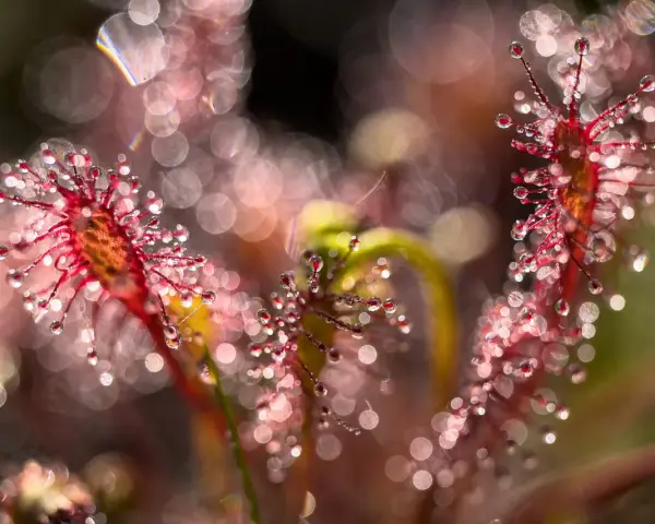 Gouttes de rosée sur des plantes carnivores rouges, avec un arrière-plan flou et lumineux. Une photo bokeh féerique.