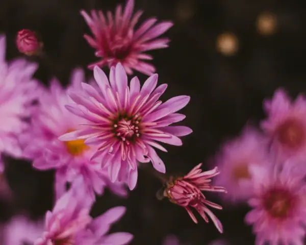 Delicadas flores de septiembre en tonos rosados y púrpuras, con pétalos finos y un centro amarillo.